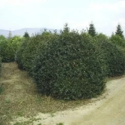 Camelia (Camellia Sasanqua) -Aanbiedingen Hortus Groei Winkel 057camelliasasanquabol 45 9