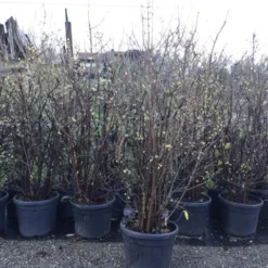 Winterzoet (Chimonanthus Praecox) -Aanbiedingen Hortus Groei Winkel 10