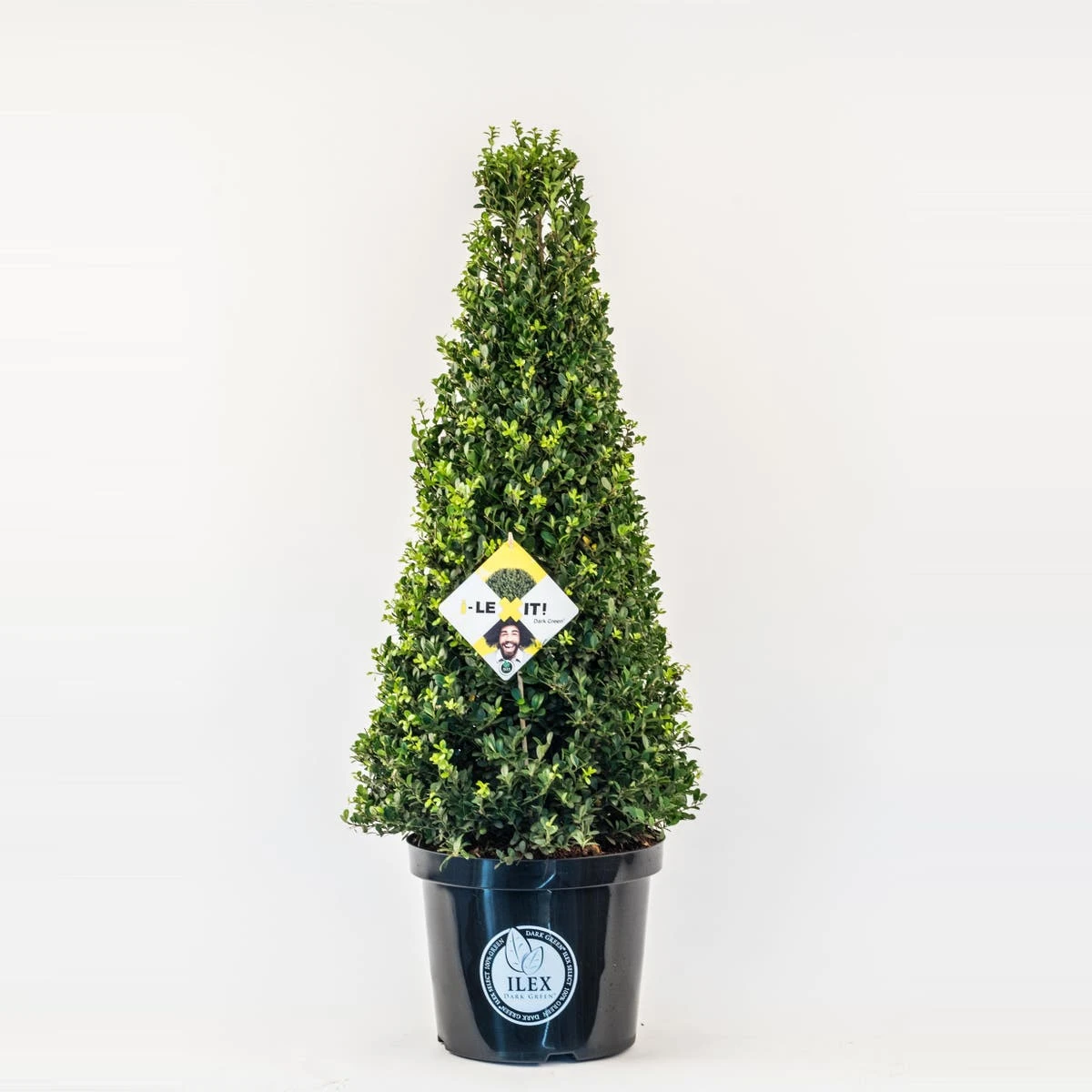Japanse Hulst In Kegelvorm (Ilex Crenata 'Dark Green') 1 Japanse Hulst In Kegelvorm (Ilex Crenata 'Dark Green')