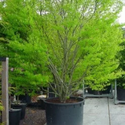 Varenbeuk (Fagus Syvatica 'Asplenifolia' ) -Aanbiedingen Hortus Groei Winkel 132fagussyl.asplenifoliasolt 6