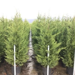 Haagconifeer (Cupressocyparis Leylandii 'Vito') -Aanbiedingen Hortus Groei Winkel 15