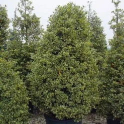 Hulst (Ilex Aquifolium 'Silver Queen') -Aanbiedingen Hortus Groei Winkel 162ilexaquif.silverqueen 5