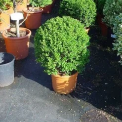 Japanse Hulst In Bolvorm (Ilex Crenata 'Convexa') -Aanbiedingen Hortus Groei Winkel 181ilexcrenataconvexabol 3