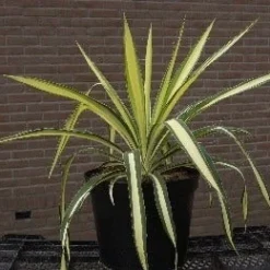 Palmlelie (Yucca Flaccida 'Golden Sword') -Aanbiedingen Hortus Groei Winkel 20040829222642 1 1