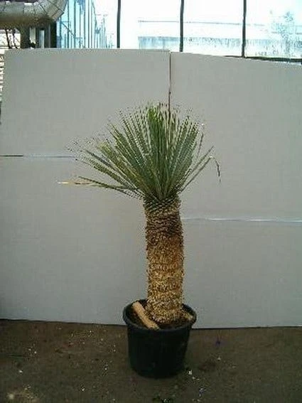 Palmlelie (Yucca Rostrata) 2 Palmlelie (Yucca Rostrata) - Afbeelding 2