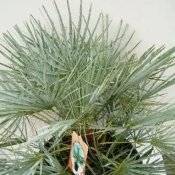 Dwergpalm (Chamaerops Humilis 'Cerifera') -Aanbiedingen Hortus Groei Winkel 20060719133839 2