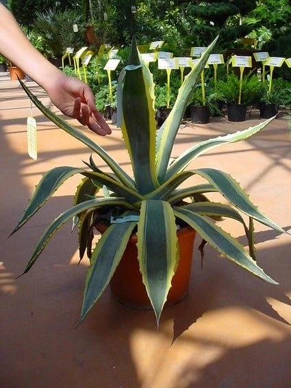 Agave (Agave Americana 'Variegata') 2 Agave (Agave Americana 'Variegata') - Afbeelding 2