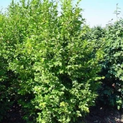 Camelia (Camellia Sasanqua) -Aanbiedingen Hortus Groei Winkel 20070711001711 18 9 9