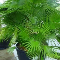 Dwergpalm (Chamaerops Humilis 'Vulcano') -Aanbiedingen Hortus Groei Winkel 20070814190943 8 1