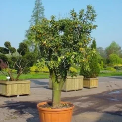 Kumquat (Citrus Kumquat) -Aanbiedingen Hortus Groei Winkel 20070814193018 7