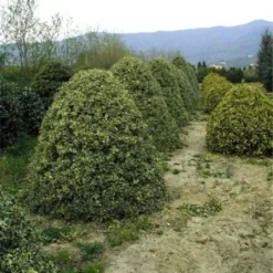 Hulst (Ilex Aquifolium 'Argentea Marginata') -Aanbiedingen Hortus Groei Winkel 20070923222917 9