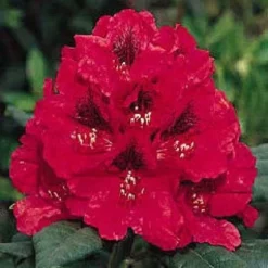 Aanbiedingen Hortus Groei Winkel 10 Rhododendron (Rhododendron 'Lord Roberts')