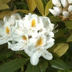 Aanbiedingen Hortus Groei Winkel 3 Rhododendron (Rhododendron 'Madame Masson')