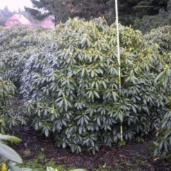 Rhododendron (Rhododendron Catawbiense 'Boursault') -Aanbiedingen Hortus Groei Winkel 20071119223754 16