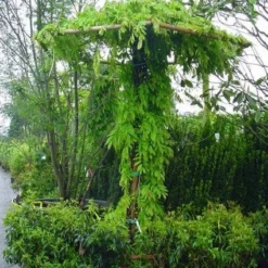 Blauwe Regen (Wisteria Sinensis) -Aanbiedingen Hortus Groei Winkel 20071130090736 20
