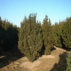 Taxus (Taxus Media 'Hicksii') -Aanbiedingen Hortus Groei Winkel 20071130100003 12