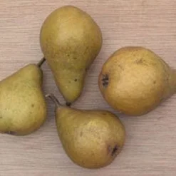 Perenboom (Pyrus Communis 'Gieser Wildeman') -Aanbiedingen Hortus Groei Winkel 20080417131017 6