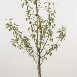 Perenboom (Pyrus Communis 'Gieser Wildeman') -Aanbiedingen Hortus Groei Winkel 20080417131130 6