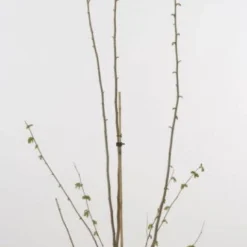 Hazelaar/Hazelnoot (Corylus Avellana 'Webb's Prize Cob') -Aanbiedingen Hortus Groei Winkel 20080417160452 1