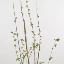 Hazelaar/Hazelnoot (Corylus Avellana 'Webb's Prize Cob') -Aanbiedingen Hortus Groei Winkel 20080417161730 1