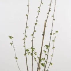 Hazelaar/Hazelnoot (Corylus Avellana 'Webb's Prize Cob') -Aanbiedingen Hortus Groei Winkel 20080417162735 1