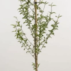 Perzikboom (Prunus Persica)