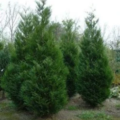 Levensboom (Thuja Plicata 'Atrovirens') -Aanbiedingen Hortus Groei Winkel 20081113143929 16