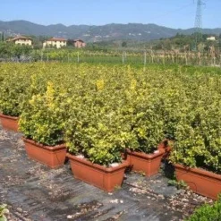 Kardinaalshoed Als Meeneemhaag (Euonymus Japonicus 'Aureus) -Aanbiedingen Hortus Groei Winkel 20090322111357 2