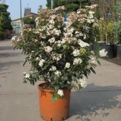 Groenblijvende Sneeuwbal (Viburnum Tinus 'Eve Price') -Aanbiedingen Hortus Groei Winkel 20091125113028 50 10
