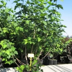 Sneeuwbal (Viburnum Opulus 'Roseum') -Aanbiedingen Hortus Groei Winkel 20091126125302 9