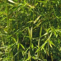 Niet Woekerende Bamboe (Fargesia Robusta) -Aanbiedingen Hortus Groei Winkel 20100223184938 5