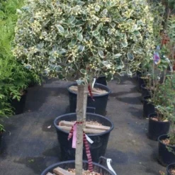 Hulst Op Stam (Ilex 'Argentea Marginata') -Aanbiedingen Hortus Groei Winkel 20100712171848 1