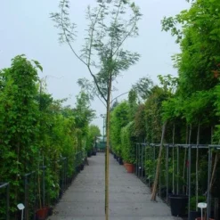 Mimosa Als Boom (Acacia Dealbata) -Aanbiedingen Hortus Groei Winkel 20100906111726 7 1