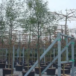 Mimosa Als Boom (Acacia Dealbata) -Aanbiedingen Hortus Groei Winkel 20100906111736 6 1