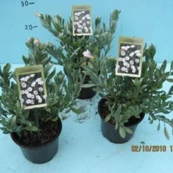 Zilverwinde (Convolvulus Cneorum ) -Aanbiedingen Hortus Groei Winkel 20101207115958 2