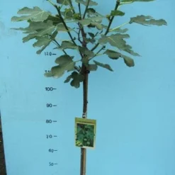Vijg Op Stam (Ficus Carica) -Aanbiedingen Hortus Groei Winkel 20101207122956 8