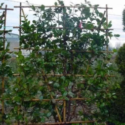 Camelia Als Leivorm (Camellia Japonica) 10 Camelia Als Leivorm (Camellia Japonica) -Aanbiedingen Hortus Groei Winkel 20101209154447 2 1