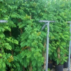 Trompetbloem (Campsis Tagliabuana 'Mme Galen') -Aanbiedingen Hortus Groei Winkel 20101209155845 9