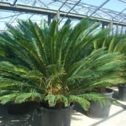 Cycaspalm (Cycas Revoluta) -Aanbiedingen Hortus Groei Winkel 20101212150045 5