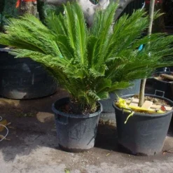 Cycaspalm (Cycas Revoluta) -Aanbiedingen Hortus Groei Winkel 20101212150101 5