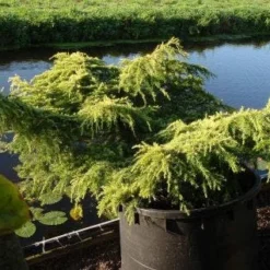 Ceder (Cedrus Deodara 'Golden Horizon')