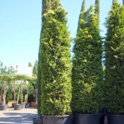 Gele Haagconifeer (Chamaecyparis Lawsoniana 'Ivonne') 16 Gele Haagconifeer (Chamaecyparis Lawsoniana 'Ivonne') -Aanbiedingen Hortus Groei Winkel 20101212171752 10