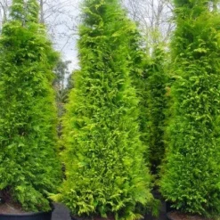 Gele Haagconifeer (Chamaecyparis Lawsoniana 'Stardust') 8 Gele Haagconifeer (Chamaecyparis Lawsoniana 'Stardust') -Aanbiedingen Hortus Groei Winkel 20101212172706 7