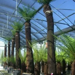 Boomvaren (Dicksonia Antarctica) -Aanbiedingen Hortus Groei Winkel 20101213133314 11