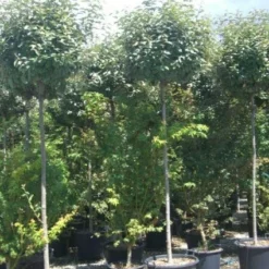 Olijfwilg Als Boom (Elaeagnus Pungens 'Maculata') -Aanbiedingen Hortus Groei Winkel 20101213140523 8