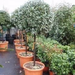 Olijfwilg Op Stam (Elaeagnus Ebbingei) -Aanbiedingen Hortus Groei Winkel 20101213141424 3