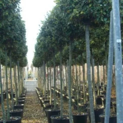 Olijfwilg Als Boom (Elaeagnus Pungens 'Maculata') -Aanbiedingen Hortus Groei Winkel 20101213143756 2
