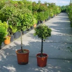 Olijfwilg Op Stam (Elaeagnus Pungens 'Maculata')