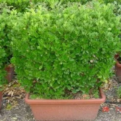 Kardinaalshoed, Meeneemhaag (Euonymus Japonicus)