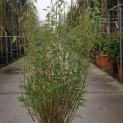 Niet Woekerende Bamboe (Fargesia Murieliae 'Bimbo') -Aanbiedingen Hortus Groei Winkel 20101215104356 4